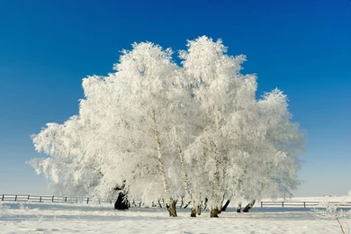 Top Winter Trees Wallpaper Images For Pinterest