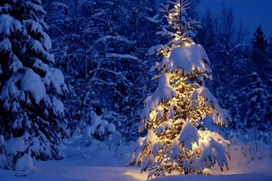 Winter Snow Christmas Trees – 800×600 High Definition Wallpapers ...
