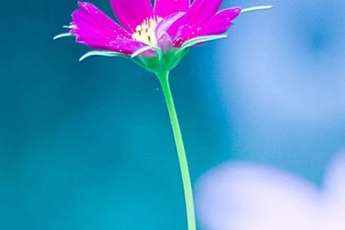 IPhone 5 Wallpapers Nature Pink Flower Background.jpg