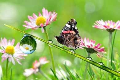 Download Wallpapers 1920x1080 Stem, Drops, Flowers, Butterfly Full ...