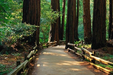 Natural Beauty Wallpapers   112686