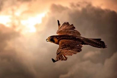 Download Nature Eagles Wallpapers 1280x1024