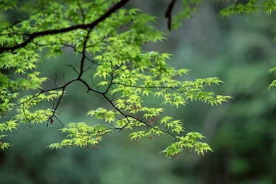 Nature Wallpapers Of Season Spring 1280x1024 NO.19 Desktop ...