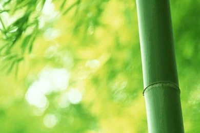 iPhone 5 Nature HD Wallpapers 13   Wallpapersmobile.net