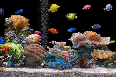 Free Download Computer Desktop Hd Wallpapers 3D