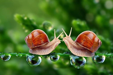 Beautiful 3d Love Wallpapers Insects Hd Wallpapers Desktop