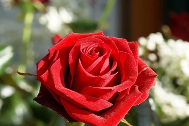 Download Wallpapers 1920x1080 Rose, Flower, Bud, Velvety, Close up ...