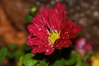 Red Flowers HD Wallpapers