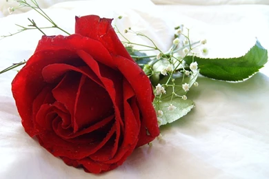 Pictures Of Beautiful Flowers Wallpapers