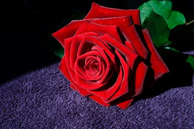 HD Red Rose Flower Widescreen Wallpapers
