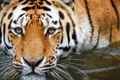 Animals background 9.jpg