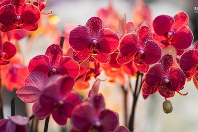 Wallpapers Orchid Magenta Orchids Flower 1366x768