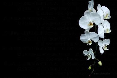 Stress Relief FriendStress Free Wallpapers