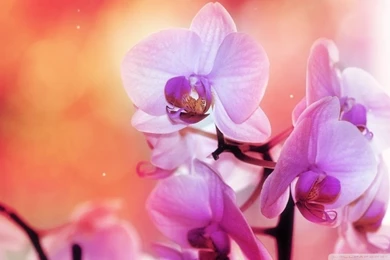 Orchid Flowers HD Desktop Wallpapers : High Definition : Fullscreen ...