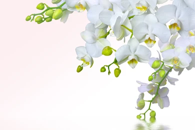 Download Wallpapers Orchid, Phalaenopsis, White, Petals, Branch ...