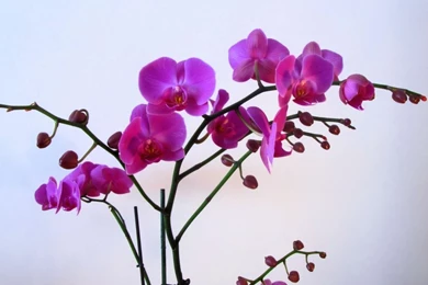 Download Wallpapers 1366x768 Orchid, Flower, Branch, Backgrounds ...