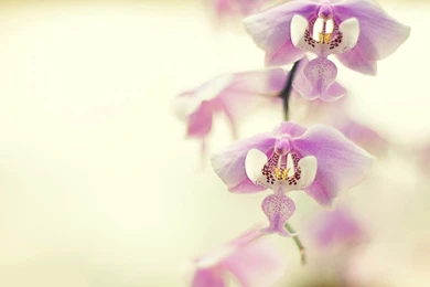 Pink Orchids Wallpapers Hd Wallpapers