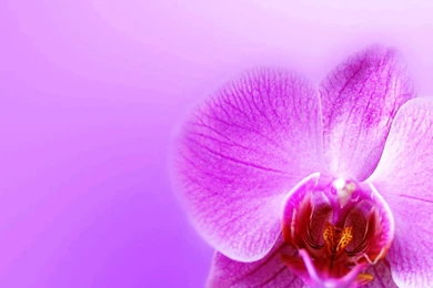 Floral Wallpapers For Computer Orchid Flower Photos Of Creating ...