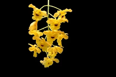 Download Wallpapers 2048x1152 Orchid, Flower, Yellow, Branch, Black ...