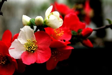 Exitic Red Orchid Wallpapers HD Wallpapers