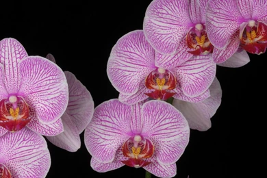 Download Wallpapers 2048x2048 Orchid, Branch, Pink, Exotic, Black ...