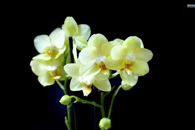 Top Flowers Wallpapers Orchids Images For Pinterest