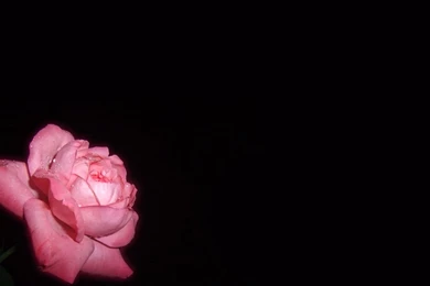 Top The Pink Rose Wallpaper Images For Pinterest