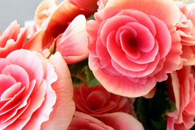 Top Wallpapers Pink Roses Bouquet Images For Pinterest