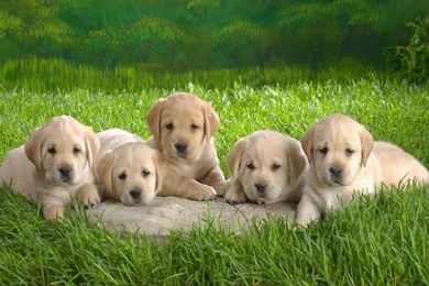 Cute Puppies Hd Desktop Wallpapers Hd Desktop Wallpapers ...