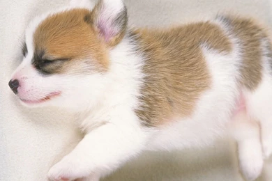 Cute Puppies Photos   Lovely Puppy Portraits 1280x1024 NO.8 ...