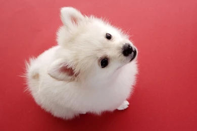 Lovely Puppy Photos   Studio Shots Of Cute Puppies 1440x900 NO.13 ...