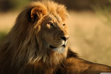 Cats: Gorgeous Lion Cats Animals Lions New Wild Free Desktop ...