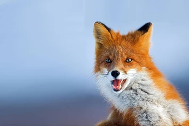 Download Wallpapers 1920x1080 Fox, Muzzle, Background, Eyes, Animal ...