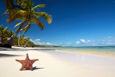 Top Beach Sand Starfish Wallpaper Images For Pinterest