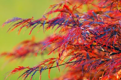 Download Wallpapers 1920x1080 Tree, Plant, Bright, Colorful Full HD ...