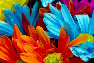 The Bright Colorful Of Chrysanthemum Petals Wallpapers