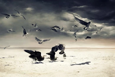Beach sand birds gulls hd wallpapers   Magic4Walls.com
