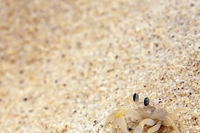 Beach Sand Crab iPhone 6 Wallpapers Download