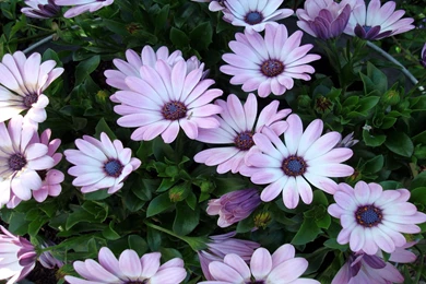 Flowers High Resolution Wallpapers