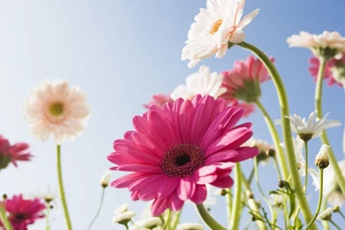 Beauty Flower Wallpapers HD Wallpapers