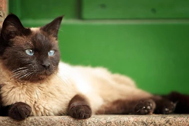 Volvo V70 (id: 83338) – BUZZERG