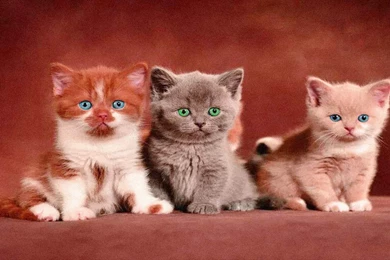 BEAUTIFUL CATS WALLPAPER