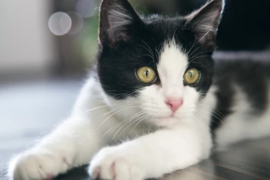 Cat Wallpapers :: HD Wallpapers