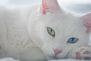 White Beautiful Cat   (