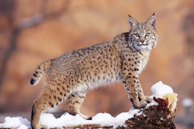 Download Wallpapers 1920x1080 Lynx, Snow, Big Cat, Beautiful Full ...