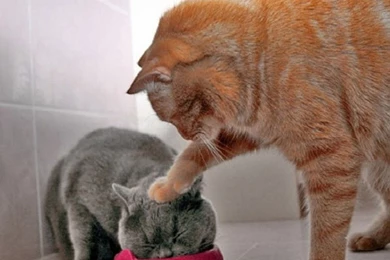 Cartoon Cat Wallpapers Wallpapers   Free Cartoon Cat Wallpapers ...