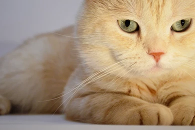 Beauty Beautiful Cat Wallpapers 1024x576 2016