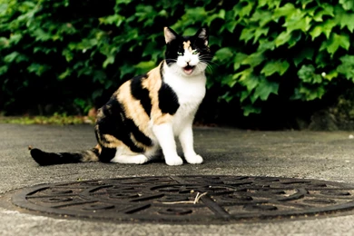 Animals Beautiful Sweet Funny Cute Cats Picture   Free High ...