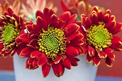 Download Center Green Red Leaves HD Flower Wallpapers