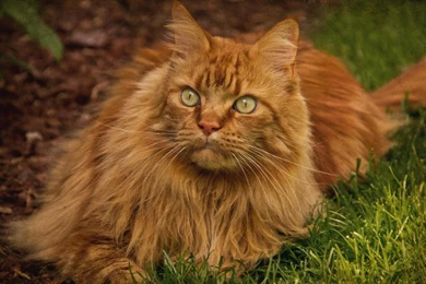 Extremely Beautiful Persian Cat Wallpapers   (